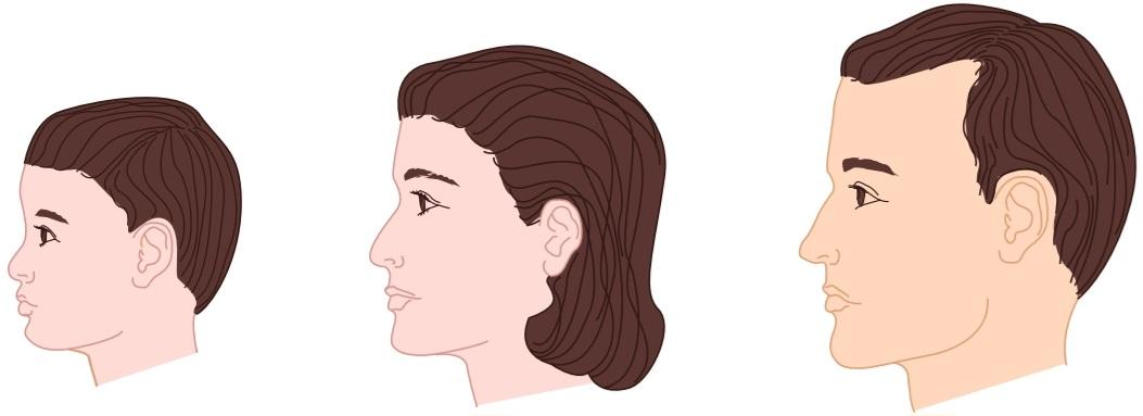 شکل ۲۳.۷ خط مو در کودکان و بزرگسالان. کتاب گانونگ