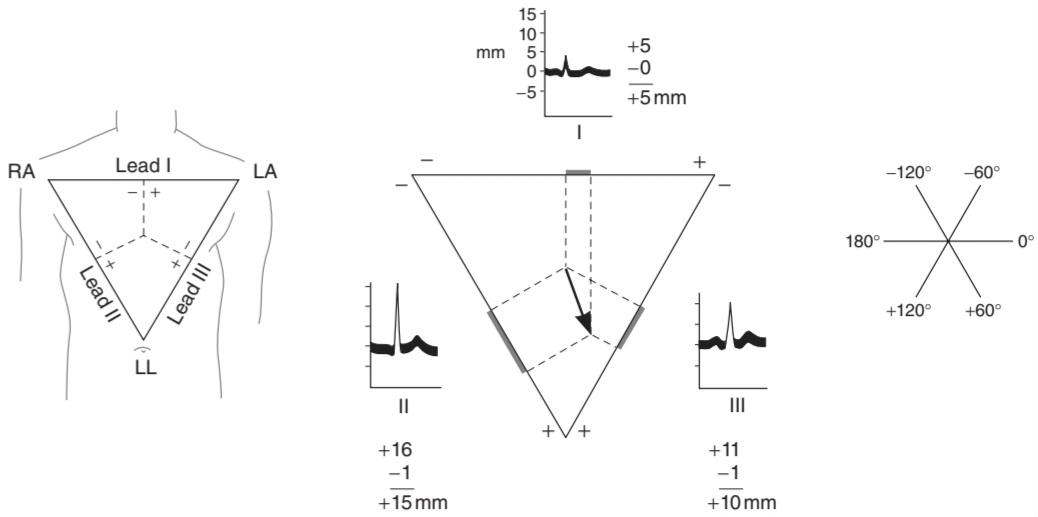 شکل ۲۹.۸ ناقل قلبی. کتاب گانونگ