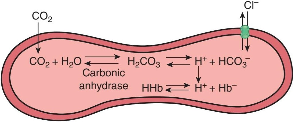 شکل ۳۵.۴ سرنوشت CO2 در گلبول قرمز. کتاب گانونگ