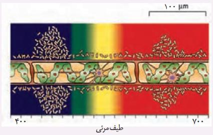 آیا همه طول موج‌های نور مرئی به یک اندازه در فتوسنتز نقش دارند؟ 
