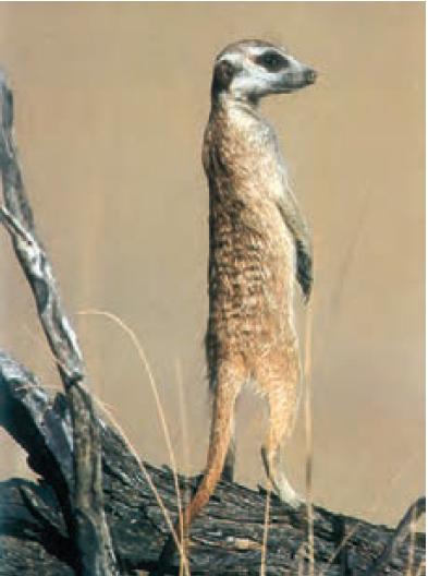 این دم عصایی (meerkat) در حال نگهبانی است. او در هنگام احساس وجود شکارچی دیگران را با فریاد آگاه می‌کند.