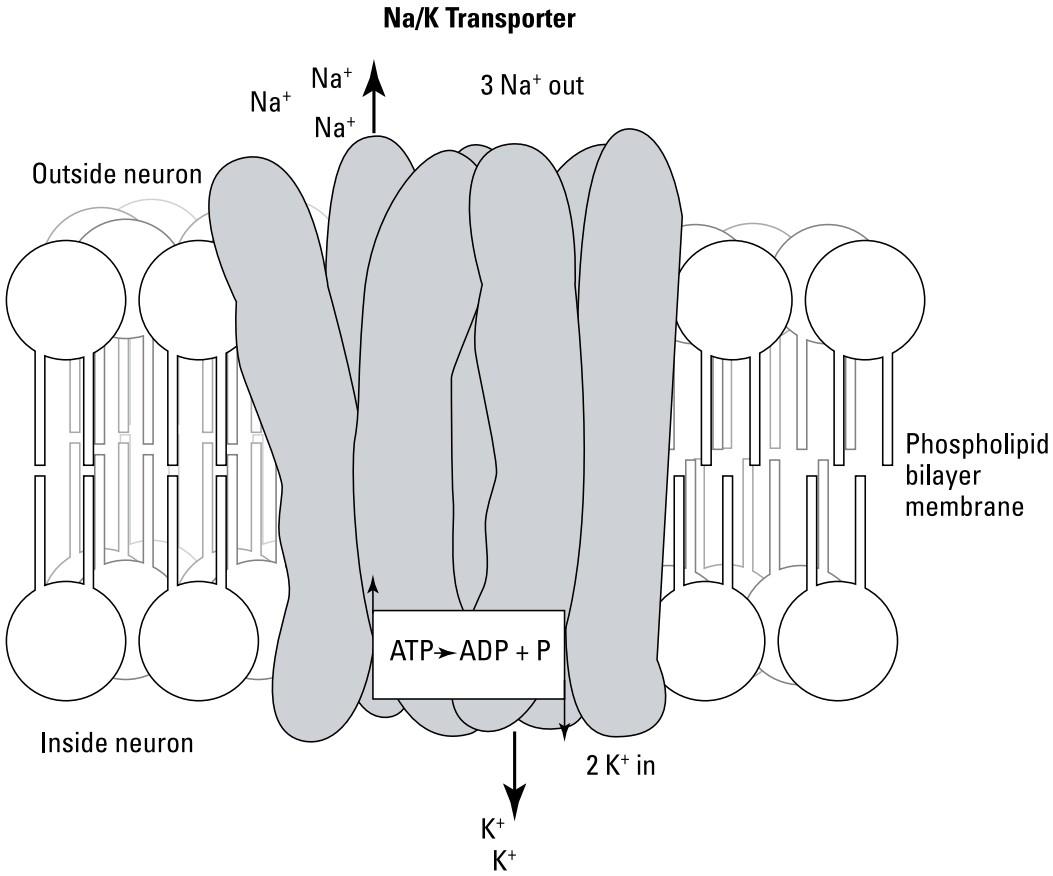 شکل ۳.۳ پمپ یونی سدیم-پتاسیم ATPase غشای نورونی. کتاب علوم اعصاب به زبان ساده