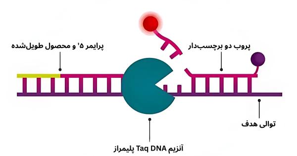 qPCR