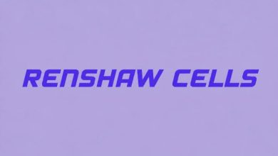 سلول‌های رنشاو (Renshaw Cells)؛ حلقه‌های ظریف مهار در قلب کنترل حرکتی نخاع