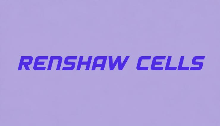 سلول‌های رنشاو (Renshaw Cells)؛ حلقه‌های ظریف مهار در قلب کنترل حرکتی نخاع