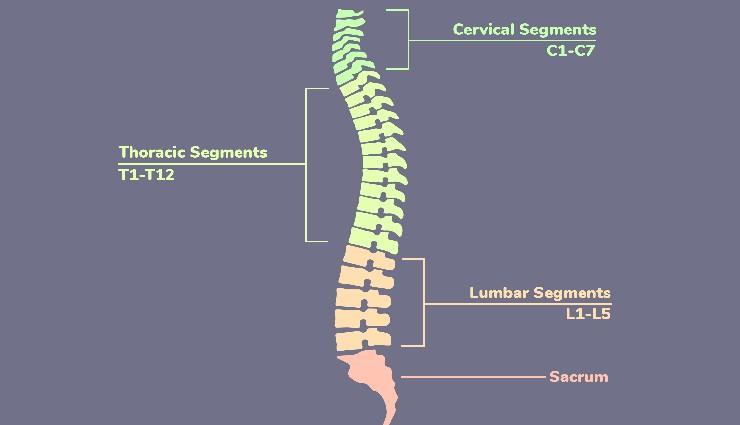 ضایعات نخاع توراسیک؛ تظاهرات بالینی، عوارض و اصول توان‌بخشی