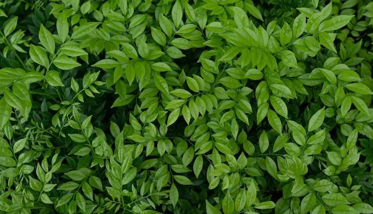 تفاوت فتوسنتز و تنفس سلولی چیست