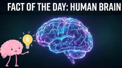 معرفی کتاب حقایق مغز (Brain Facts)؛ جامعترین منبع آموزش مقدماتی علوم اعصاب و راهنمای موفقیت در مسابقات Brain Bee