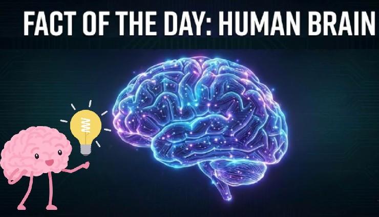 معرفی کتاب حقایق مغز (Brain Facts)؛ جامع‌ترین منبع آموزش مقدماتی علوم اعصاب و راهنمای موفقیت در مسابقات Brain Bee