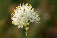 کشف گیاه گوشت‌خوار پاره‌وقت (Triantha occidentalis) | راز جدید تکامل گیاهان گوشت‌خوار
