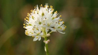 کشف گیاه گوشت‌خوار پاره‌وقت (Triantha occidentalis) | راز جدید تکامل گیاهان گوشت‌خوار