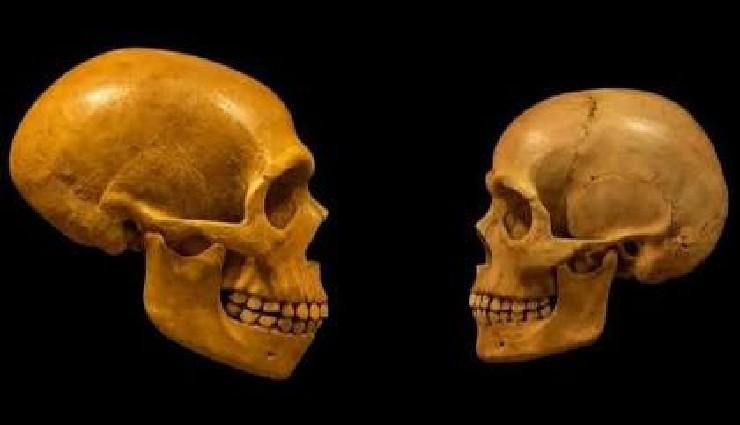 آیا نئاندرتالها به دلیل مغزشان منقرض شدند؟ بررسی مغز و تواناییهای شناختی نئاندرتالها